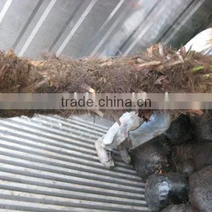 Trachycarpus Fortunei Loading thumbnail-1