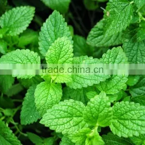 Spearmint Leaves thumbnail-1
