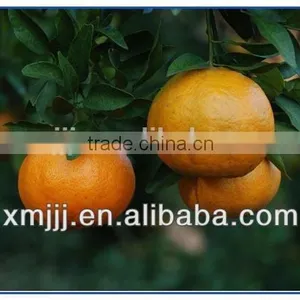 New Harvested Yongchun Fresh Mandarin Orange thumbnail-3