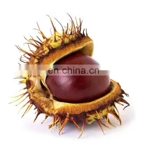 Sweet Chestnut Good Quality Organic Roasted Chestnuts With Shell thumbnail-7