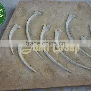 Lisaurus-V Promotion for Dinosaur Bone thumbnail-5