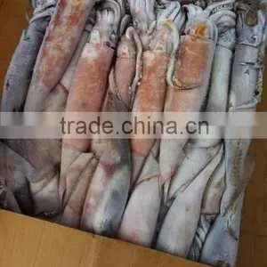 HACCP,IFS,BRC Certification and Frozen Style Squid thumbnail-1