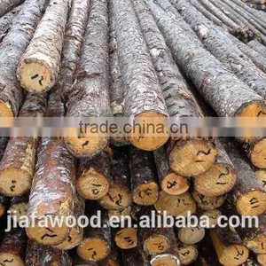 High Quality Birch Logs thumbnail-1
