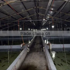 High Desity Fish Farming in the Greenhouse thumbnail-2