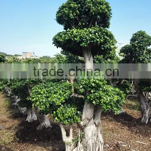 Woody Large Indoor Plants for Sale thumbnail-1