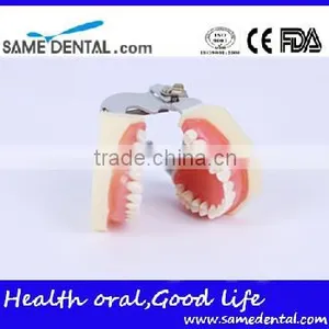 Detachable Dentition Model for School Education Dental Model thumbnail-4