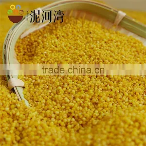 Millet Yellow Millet 2016 Crop High Quality Market Price thumbnail-6