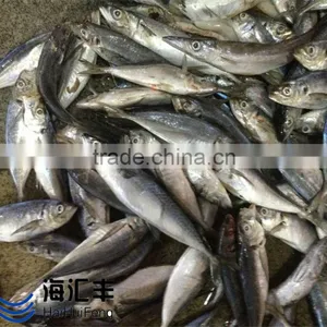 18cm+ Fresh Seafood Frozen Fish Horse in Stock thumbnail-1