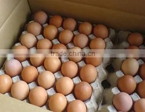 Good Poultry Table Eggs White And Brown Chicken Eggs thumbnail-1