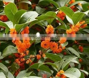 Sweet Osmanthus Sweet Olive Tea Olive Fragrant Olive Seeds for Growing Beautiful Flower Trees thumbnail-3