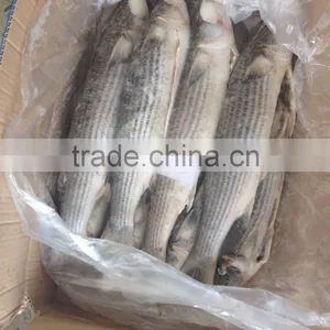 Frozen Mullet Roe thumbnail-2