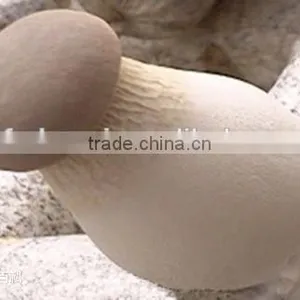 Pleurotus Eryngii Mushroom With ISO, HACCP and GAP Certification thumbnail-1