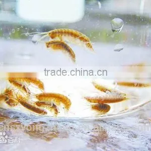 2mm Air Dired Shrimps For Pet Food ; Red Dried Shrimps thumbnail-2