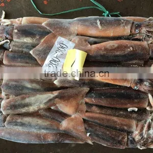 Argentina Squid / Frozen Squid / Frozen Illex Squid thumbnail-1