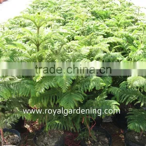 Araucaria Cunninghamia thumbnail-2