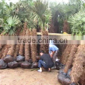 Trachycarpus Fortunei Wholesell thumbnail-1