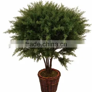 Foliage Plants Bonsai From Guangzhou Factory thumbnail-3