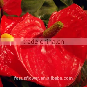 High Quanlity Anthurium Cut Flowers for Valentine's Day thumbnail-2