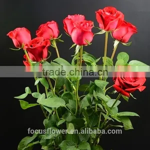 2016 Kunming Fresh Cut Flowers Fresh Cut Roses Wholesale Price thumbnail-6