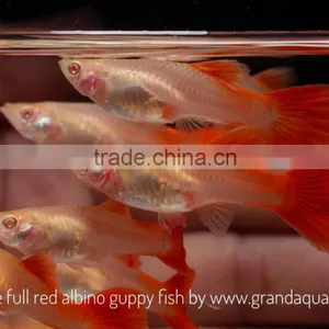 Full Red Albino Guppy for Freshwater Aquarium Fish Export Company From Thailand thumbnail-3