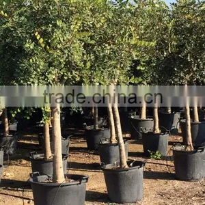 CERATONIA SILIQUA "Carob Tree" thumbnail-3