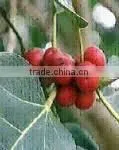 Ficus Racemosa Extract thumbnail-2