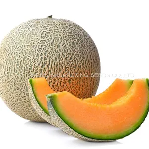 Cantaloupe No.1 Chinese Round Shape Melon Seeds for Sale thumbnail-1