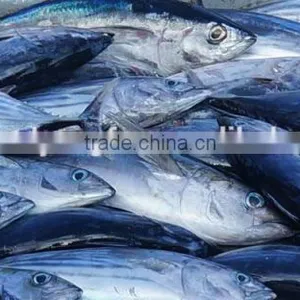 Sell Fresh Frozen Skipjack Tuna Fish 1.8kg up thumbnail-1