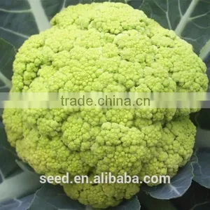 Green Cauliflower Seeds SXCa No.4 thumbnail-1