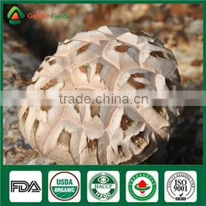 Fresh Dry Wholesale Edibal Mushroom Cultivation China Supplier Shiitake Mushroom Growing Kit thumbnail-1