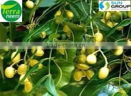 Pure Cold Pressed Neem Oil thumbnail-5