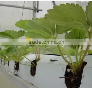 Hydroponic Growing Box for Strawberry thumbnail-1