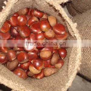 Fresh Chestnut China Origin 40-60pcs thumbnail-3