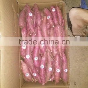 Sweet Japanese Potato thumbnail-1