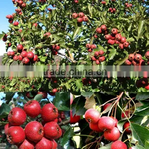 Freeze Dried Hawthorn Berry Chips thumbnail-5