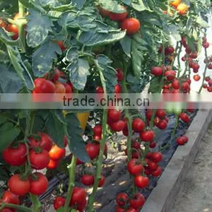 Good Quality Hybrid Red Fruit Tomato Seeds for Growing- Holland No.4 thumbnail-4