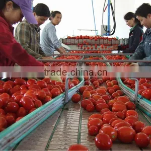 Sundried China Tomato Organic Sun Dried Tomatoes For Sell thumbnail-3