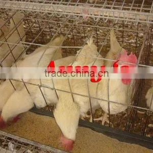 Egg Layers Cage Design thumbnail-1