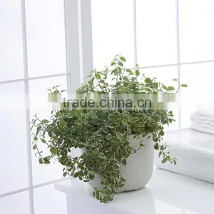 Plastic Round Succulent Plant Pot/Cactus Plant Pot Flower Container thumbnail-5