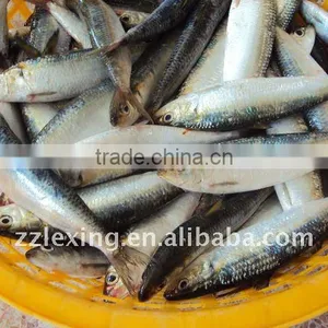 Frozen Sardine for Bait thumbnail-1
