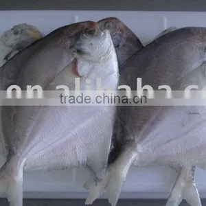 Frozen White Pomfret thumbnail-1