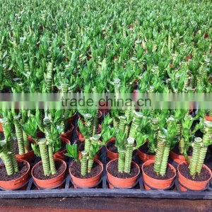 Lucky Bamboo Dracaena Sanderiana Lotus Bamboo thumbnail-5