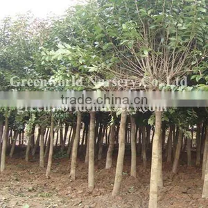 Ligustrum Lucidum Nursery Plants thumbnail-1