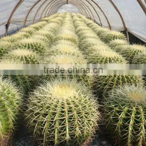 Echinocactus Plants thumbnail-1