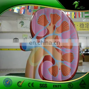 Custom Vivid Inflatable Kidney Replica , PVC Inflatable Artificial Organ Balloon , Inflatable Display Body thumbnail-5