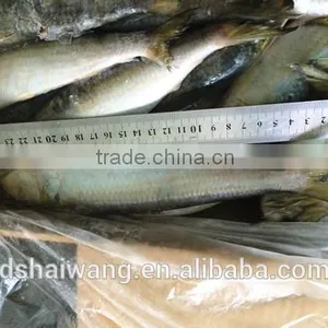 Frozen Sardine for Bait With Size 60 - 70 Pcs / 10kg Ctn thumbnail-2