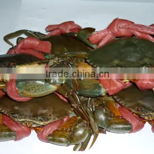 Live Mud Crabs thumbnail-1