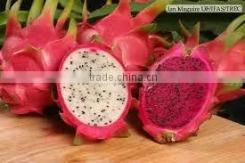 Fresh Dragon Fruit thumbnail-1