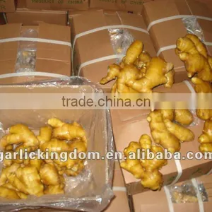 Fresh Ginger(100g and Up,3.5kg Ctn) thumbnail-1