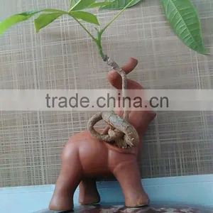 Elephant Pachira Ornamental Plants thumbnail-4